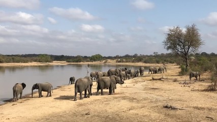 Elefantenherde auf dem Weg zum Wasserloch