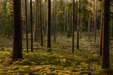 Autumn forest trees with moss and evening sun. Nature green wood sunlight in background.