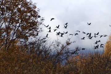Russia, Yaroslavl oblast, incidunt, fuga grues ad Meridiem