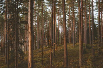 Autumn forest trees with moss and evening sun. Nature green wood sunlight in background. Vintage style.