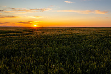 Obraz premium sunset over wheat field