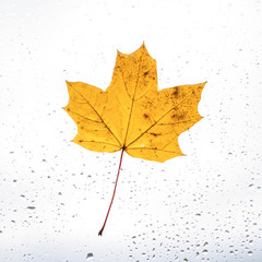 Fallen maple lonely leaf on the window with raindrops in the autumn day. loneliness concept.