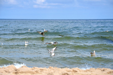 M&ouml;wen am Ostseestrand