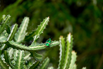 Big green bug in Nha Trang park, Vietnam
