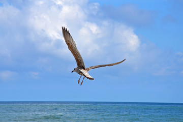 Möwen am Ostseestrand