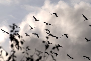 Russia, Yaroslavl oblast, incidunt, fuga grues ad Meridiem