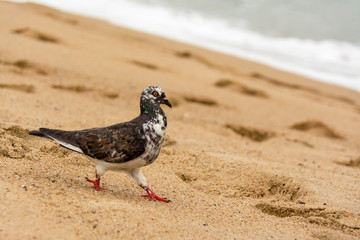 Pigeon walking on sand closeup