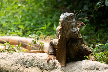 Eguana
