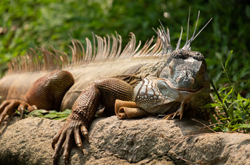 Eguana