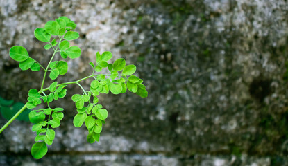 Moringa / drumstick leaves - Can increase blood antioxidant levels