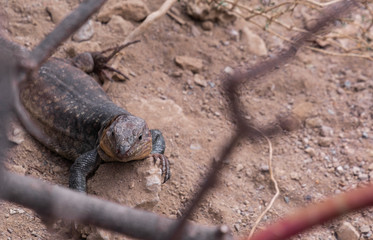 Endemic lizard in Tamaraceite, Gran Canaria. Canary Islands.