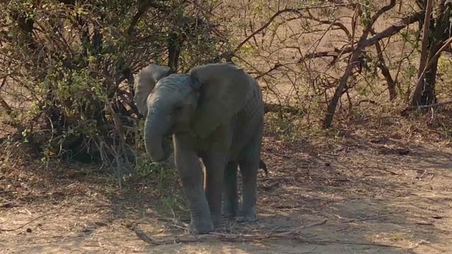 Kleiner Elefant in Afrika