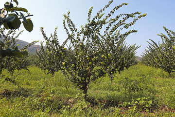 Quince orchard