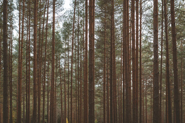 Autumn forest trees with moss and evening sun. Nature green wood sunlight in background. Vintage style.