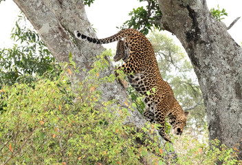 Fototapeta na wymiar Leopard descending tree
