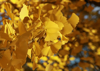 Gingko biloba en automne