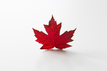 Single fallen maple leaf centered and isolated on a white background. Canadian flag symbolism concept.