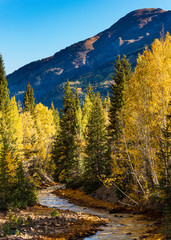 Sunrise on Red Mountain Creek. Autumn in the San Juan Mountains of Colorado. Aspen Trees With...