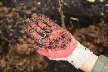 woman in protective glove holding on palm red earthworm, close up top view horizontal stock photo...