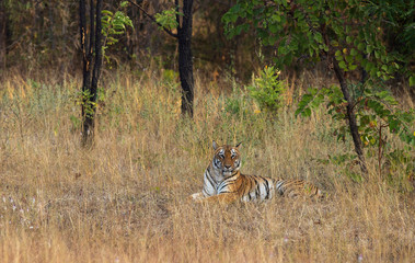 Fototapeta premium Tigress Sukribodi Female at Tadoba,Maharashtra,India