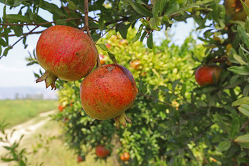 pomegranate orchard