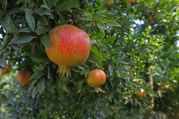 pomegranate orchard