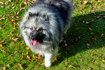 Keeshondis a medium-sized dog with a plush, two-layer coat of silver and black fur with a ruff and a curled tail