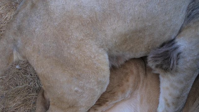 A lion mates with a lioness in a zoo or in nature. Close up.