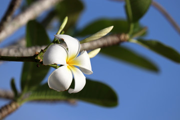 Fototapeta na wymiar Plumeria flower on a tree branch against the blue sky. Tropical background for romantic vacation and travel
