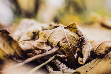 dried autumn leaves on the ground