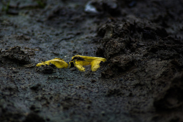 Yellow shoes submerged in mud