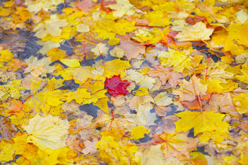 yellow autumn leaves in a rain puddle