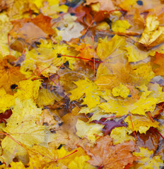 yellow autumn leaves in a rain puddle