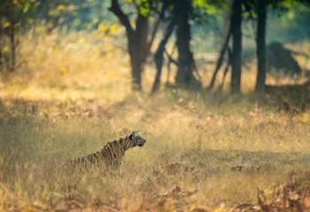 Obraz na płótnie Canvas Tigress Mayas Cubs at Tadoba,Maharashtra,India