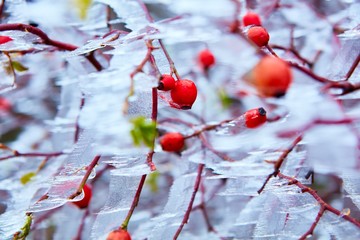 Frozen winter nature photo ice and wind