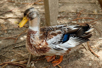 POR EL VALLE DE ANTON