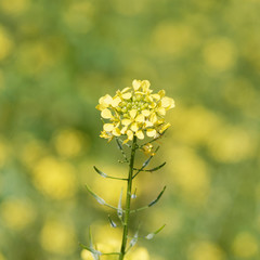 Brassica napus | Fleur jaune Colza