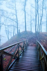 Obraz premium Mystical foggy forest in late Autumn