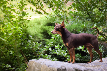 Dog breed Pinscher is standing on stone. He is so beautiful like lion king .