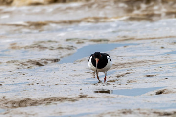 Naklejka premium Oystercatcher (Haematopus ostralegus) catching flat worms in the mud flats at Bradwell on Sea, Essex
