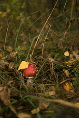 Amanita in the grass in the autumn forest. Yellow leaves. 