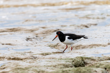 Oystercatcher (Haematopus ostralegus) catching flat worms in the mud flats at Bradwell on Sea, Essex