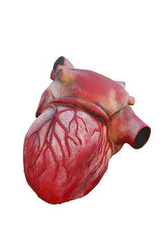 Maqueta de um coração humano