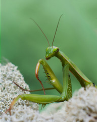 praying mantis on a green background