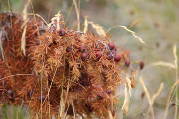 Ramo di bacche magenta