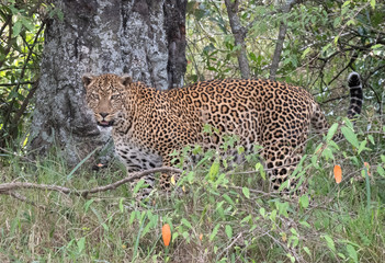 Leopard in bushes