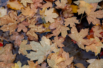 leaves in water after rain