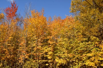 Paysage d'automne canadien au Québec