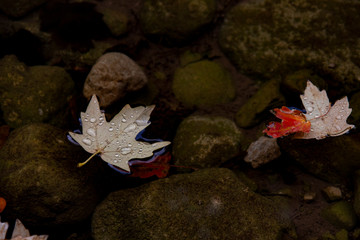 leaves in water after rain
