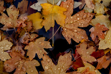 leaves in water after rain